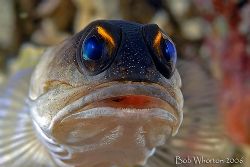 Taken in Raja Ampat district of Iryan Jaya. This fish was... by Dr Bob Whorton 